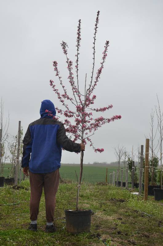 lot 1004 image: Prairie Fire Crabapple