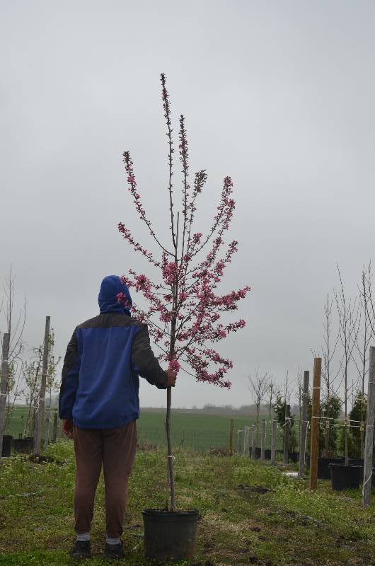 lot 1005 image: Prairie Fire Crabapple