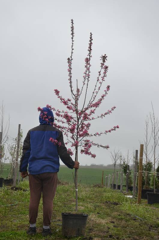 lot 1006 image: Prairie Fire Crabapple