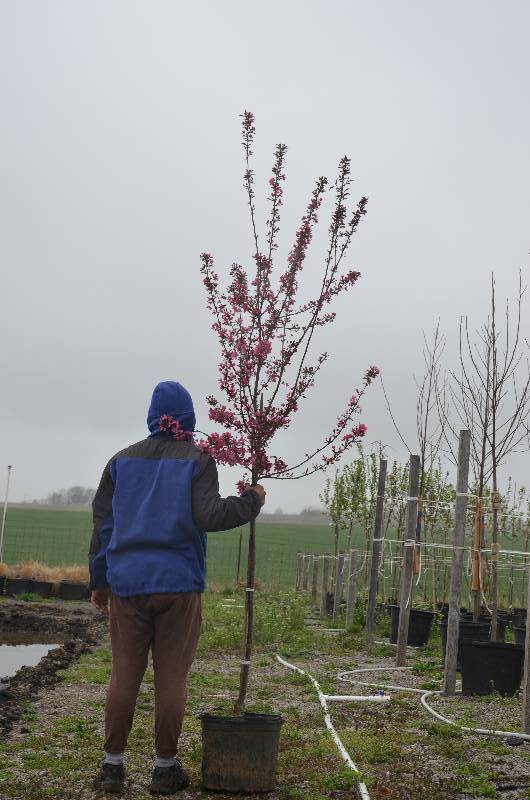 lot 1008 image: Prairie Fire Crabapple