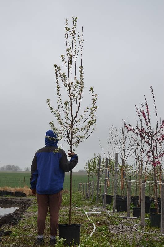 lot 1010 image: Callaway Crabapple