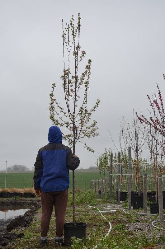 lot 1011 image: Callaway Crabapple