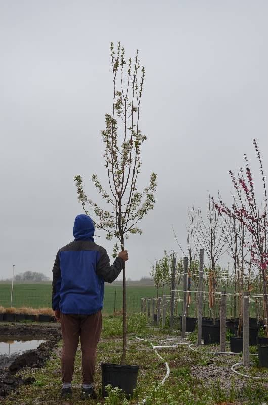 lot 1012 image: Callaway Crabapple
