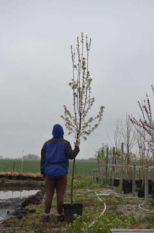 lot 1013 image: Callaway Crabapple