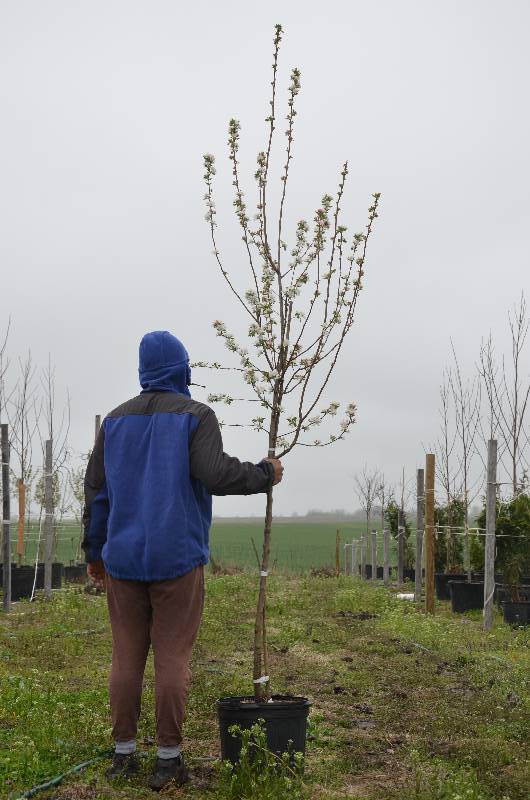 lot 1014 image: Callaway Crabapple