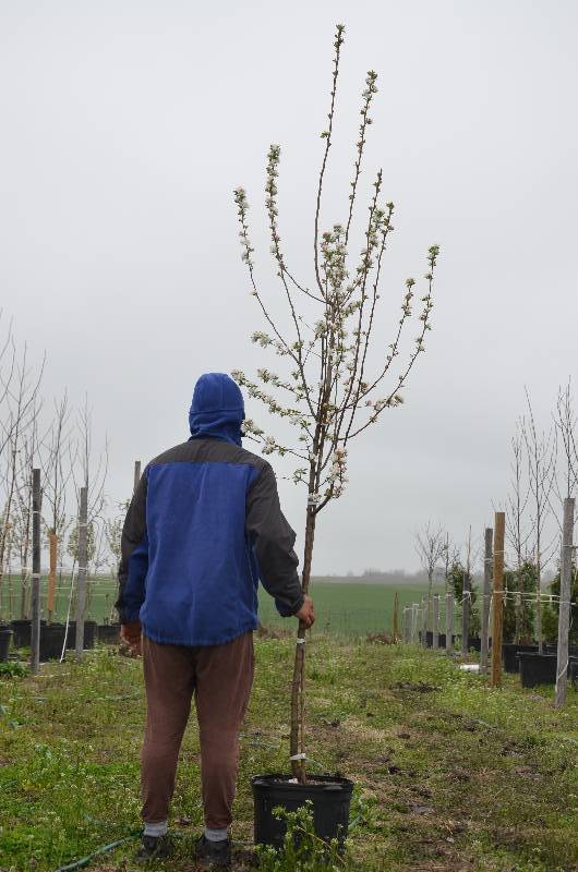 lot 1015 image: Callaway Crabapple