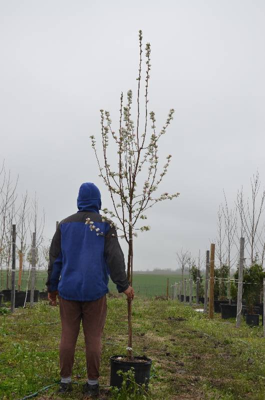 lot 1016 image: Callaway Crabapple