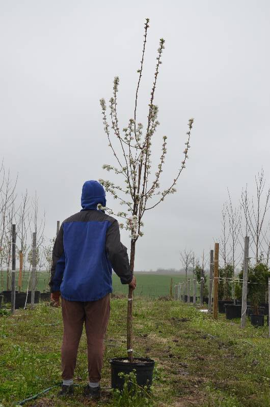 lot 1017 image: Callaway Crabapple