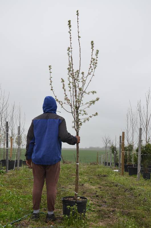 lot 1018 image: Callaway Crabapple
