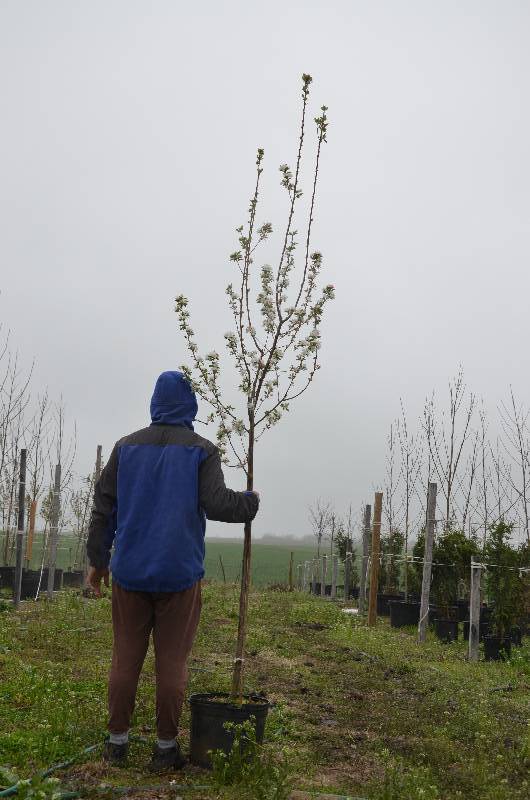 lot 1019 image: Callaway Crabapple