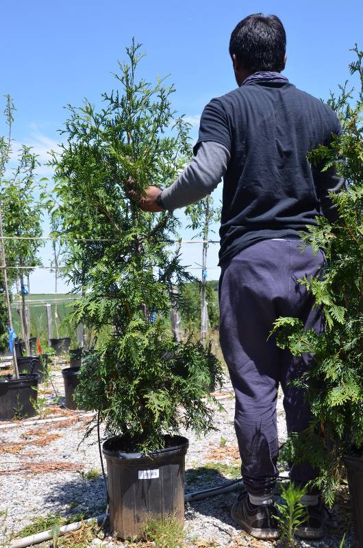 lot 1020 image: Green Giant Arborvitae