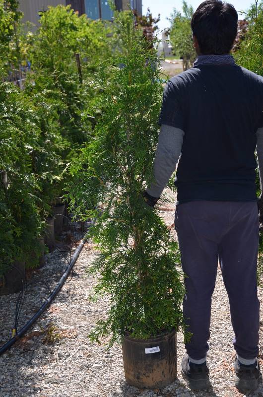 lot 1023 image: Green Giant Arborvitae