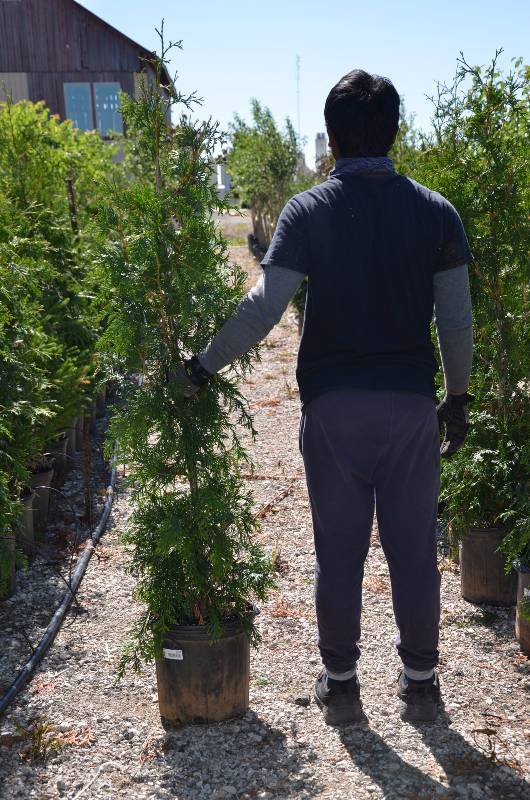 lot 1024 image: Green Giant Arborvitae