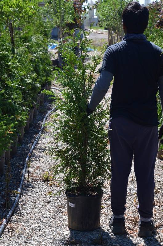 lot 1027 image: Green Giant Arborvitae