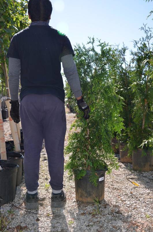 lot 1032 image: Green Giant Arborvitae