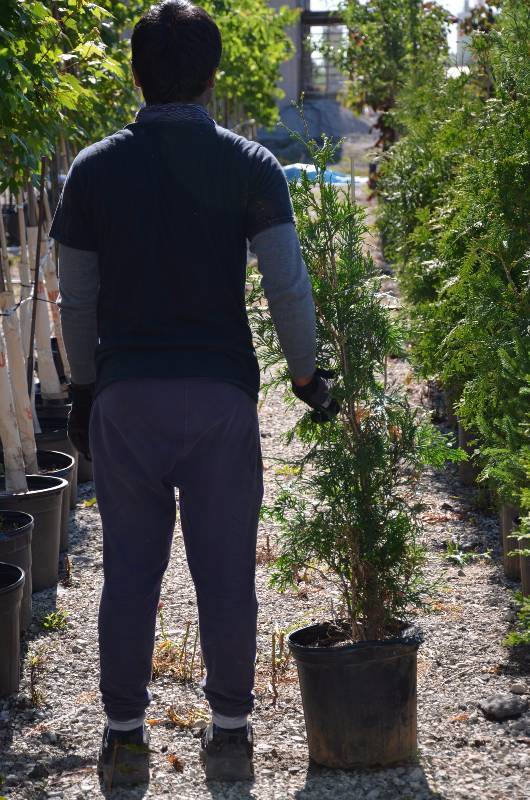 lot 1036 image: Green Giant Arborvitae