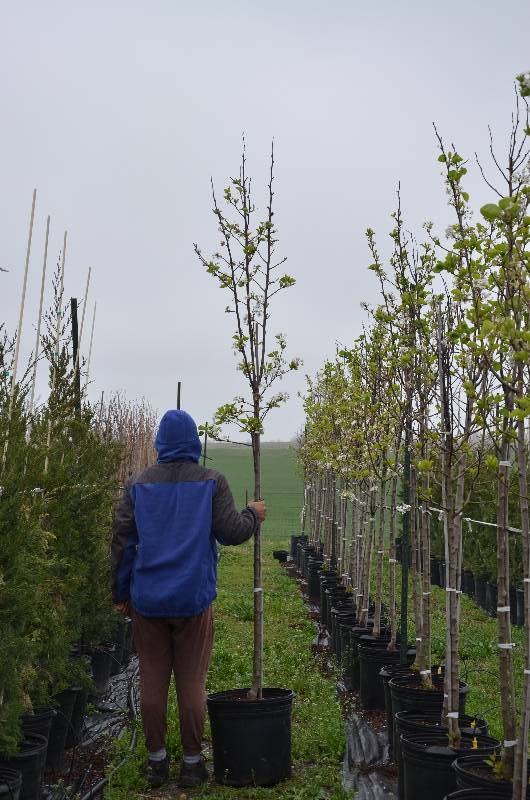 lot 1041 image: Cleveland Pear