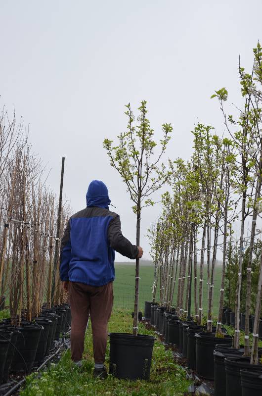 lot 1042 image: Cleveland Pear
