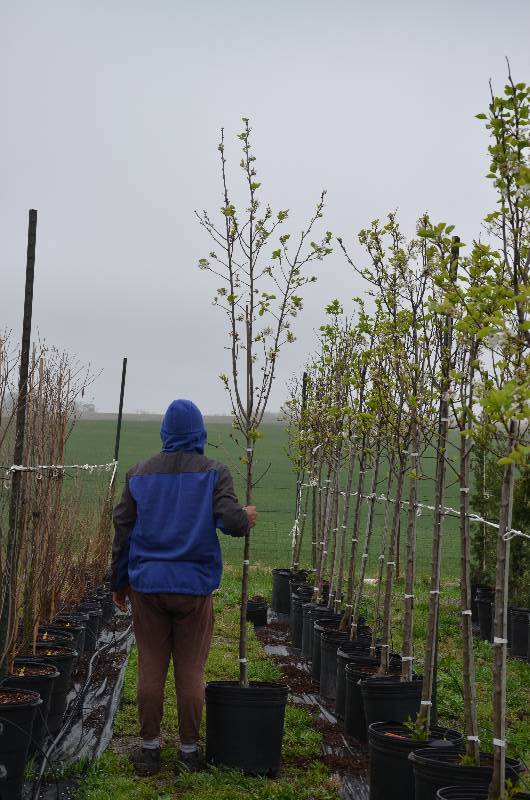 lot 1044 image: Cleveland Pear