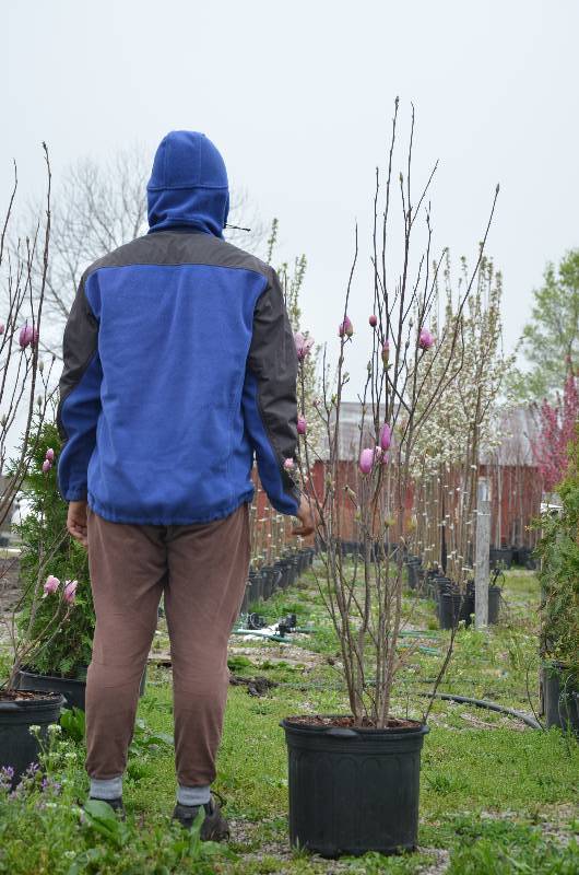 lot 1049 image: Jane Magnolia