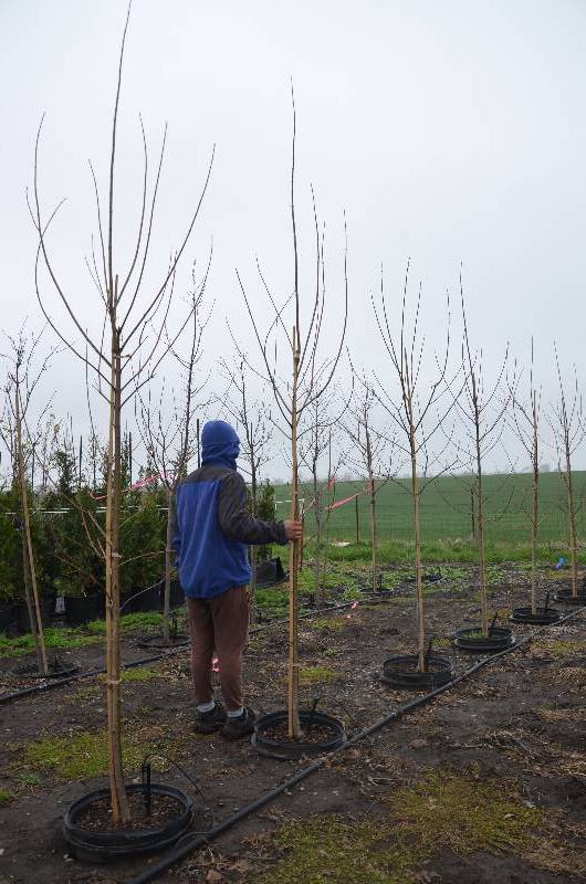 lot 1057 image: Autumn Blaze Maple