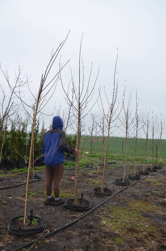 lot 1058 image: Autumn Blaze Maple