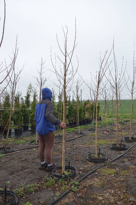 lot 1059 image: Autumn Blaze Maple