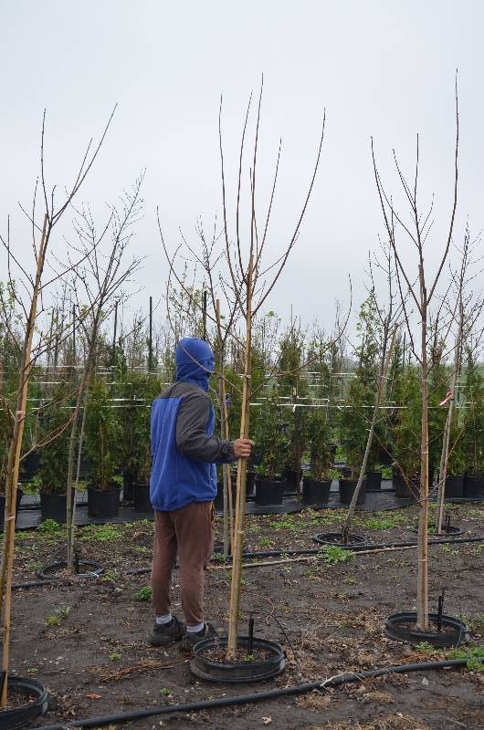 lot 1061 image: Autumn Blaze Maple