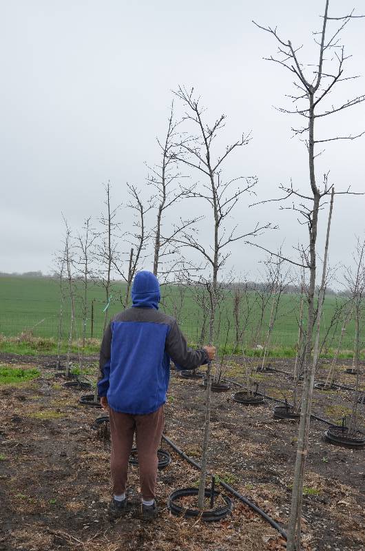 lot 1066 image: Pin Oak