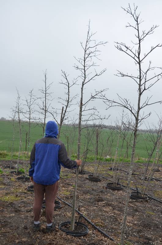 lot 1067 image: Pin Oak