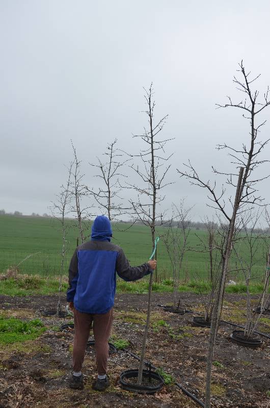 lot 1068 image: Pin Oak