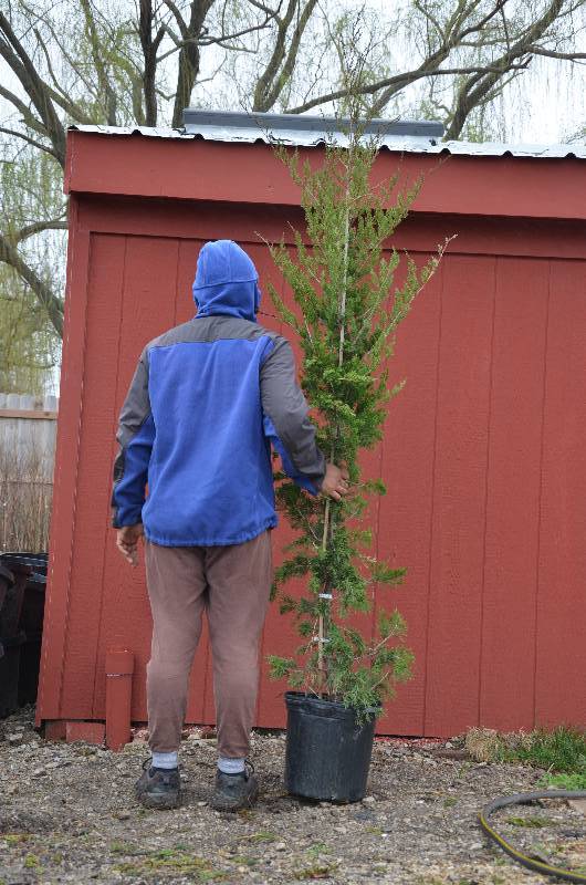 lot 1075 image: Canaertii Juniper