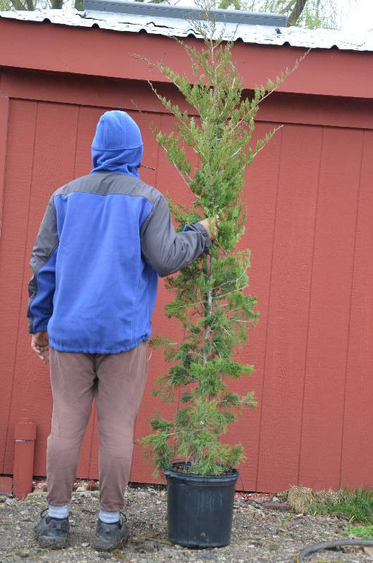lot 1076 image: Canaertii Juniper