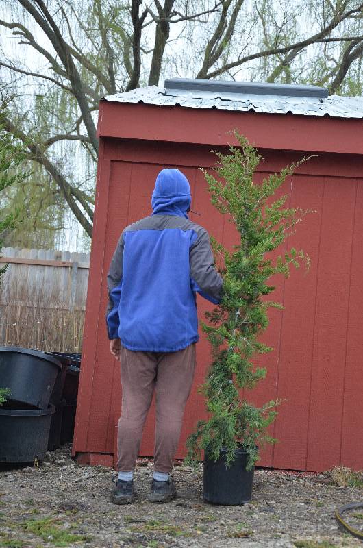 lot 1079 image: Canaertii Juniper