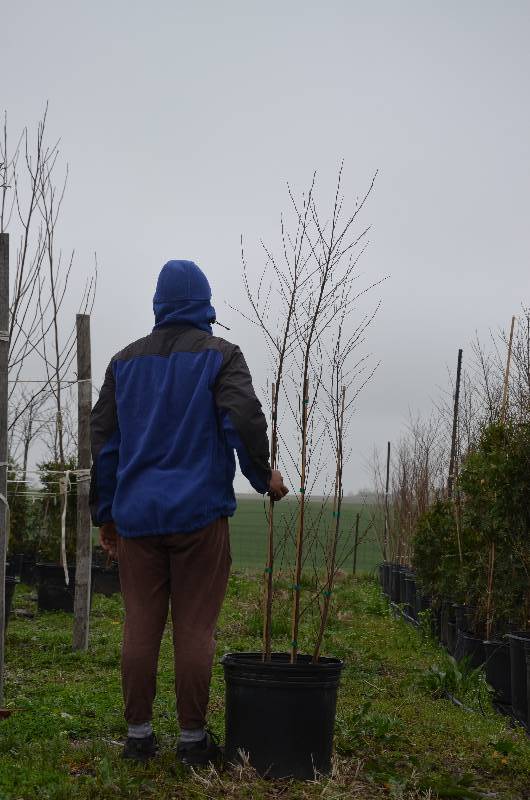 lot 1080 image: 6 Clump Duraheat birch