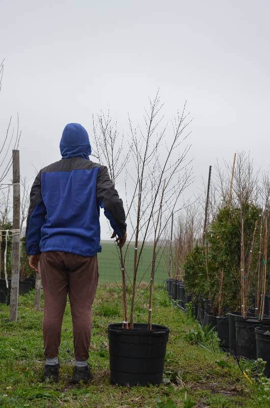 lot 1081 image: 6 Clump Duraheat birch