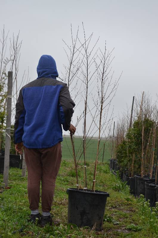 lot 1082 image: 6 Clump Duraheat birch