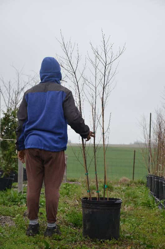 lot 1083 image: 6 Clump Duraheat birch