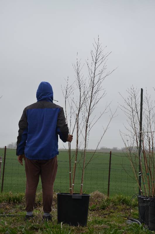 lot 1084 image: 6 Clump Duraheat birch