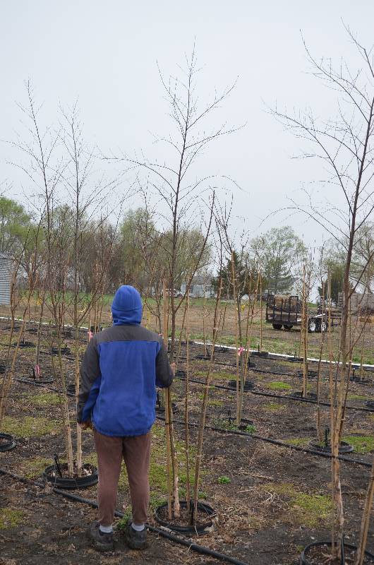lot 1087 image: 10 Clump Duraheat birch