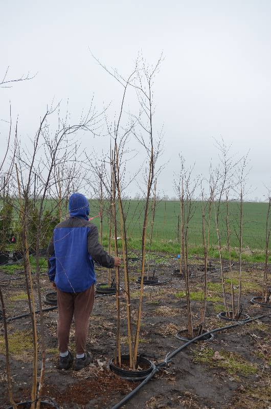 lot 1089 image: 10 Clump Duraheat birch