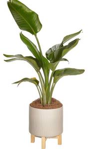 lot 55576 image: retails for 64.99 mDesign Ceramic Cylinder Large Planter Pot with Rubberwood Mid Century Modern Plant Stand, 10 Inch Diameter Textured Line Design Great for Ferns, Succulents, and Most Indoor Plants - GrayNatural