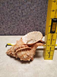 lot 15 image: Frog Seashell - Display piece - Great Condition