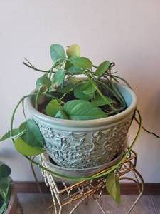 lot 289 image: Live Plant. (PLANT STAND NOT INCLUDED)