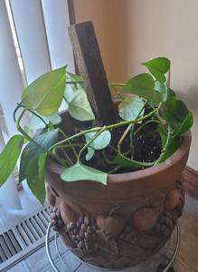 lot 290 image: Live Plant. (PLANT ROLLER NOT INCLUDED)