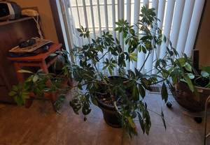 lot 291 image: Live Plant.