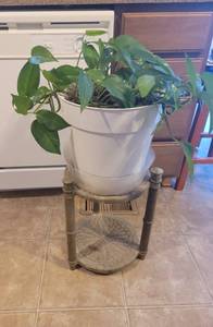 lot 292 image: Live Plant.