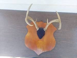 lot 6007 image: Mounted Antlers