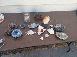 lot 6177 image: Shells and Rocks