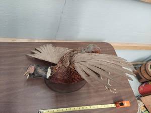 lot 6209 image: pheasant mount